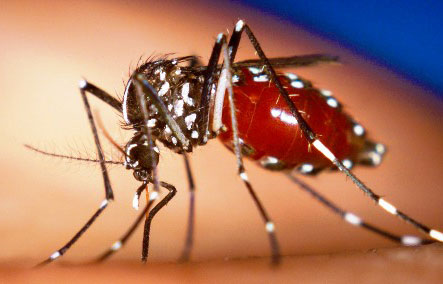 dengue_mosquito